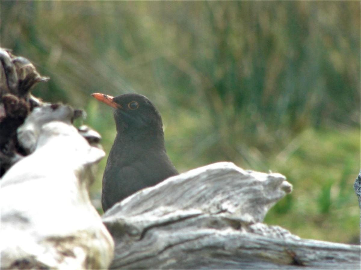 Clifden Wildflower Cottage - Clifden Countryside Lettings المظهر الخارجي الصورة