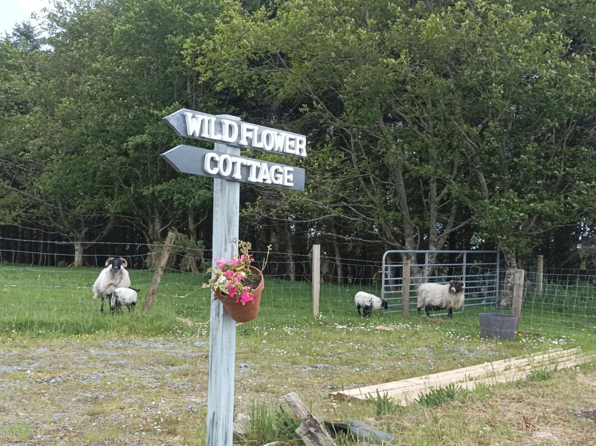 Clifden Wildflower Cottage - Clifden Countryside Lettings المظهر الخارجي الصورة